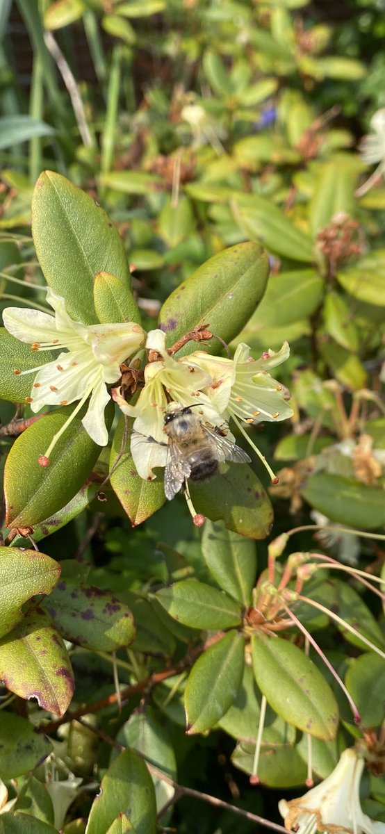 Chuffed to see hairy footed flower bees in our garden today 🐝⁦<a href="/BBCSpringwatch/">BBC Springwatch</a>⁩ ⁦<a href="/BumblebeeTrust/">Bumblebee Conservation Trust</a>⁩ ⁦<a href="/Bumble_Watching/">#BumblebeeWatching</a>⁩ ⁦<a href="/Natures_Voice/">RSPB</a>⁩