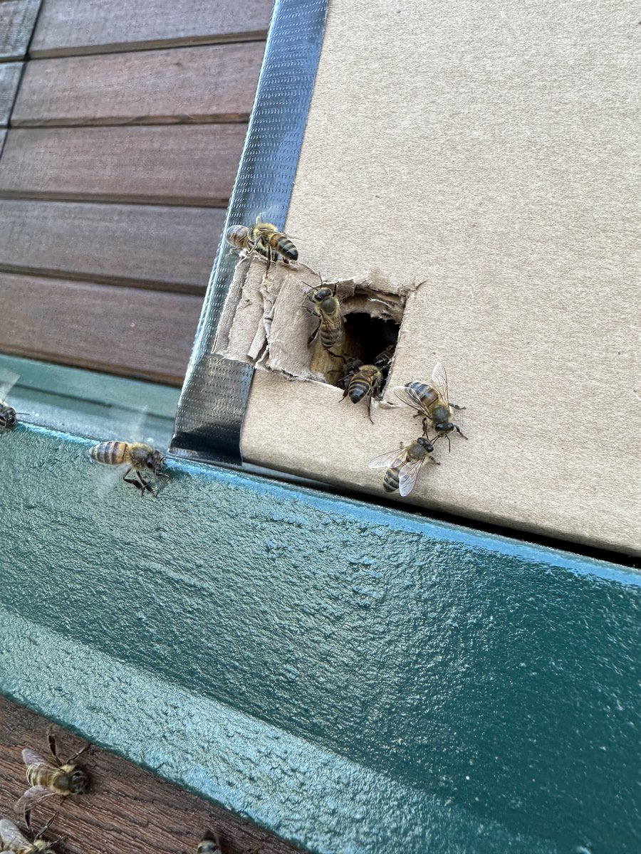 TradeSun's tweet photo. It's #EarthDay 🌏

Let's all take a moment to appreciate this planet.

🐝: Earlier this week, the TradeSun team took part in a bee relocation. Many of our team are experienced beekeepers with a deep appreciation for the vital role these pollinators play in our ecosystem. https://t.co/ntQIbmfJem