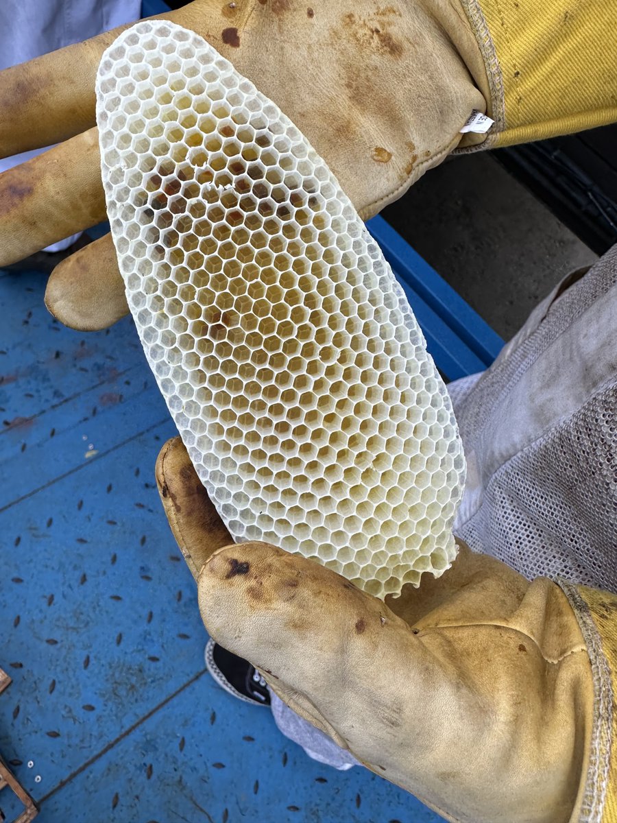 TradeSun's tweet photo. It's #EarthDay 🌏

Let's all take a moment to appreciate this planet.

🐝: Earlier this week, the TradeSun team took part in a bee relocation. Many of our team are experienced beekeepers with a deep appreciation for the vital role these pollinators play in our ecosystem. https://t.co/ntQIbmfJem
