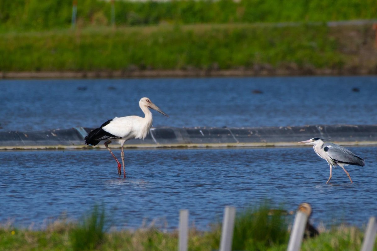 s7t73pf71's tweet photo. 仕事帰りにコウノトリ

#コウノトリ  #野鳥 #bird #wildlife #j0272 #j0463 #j0358 #島根県 https://t.co/z1p2UPvC5V