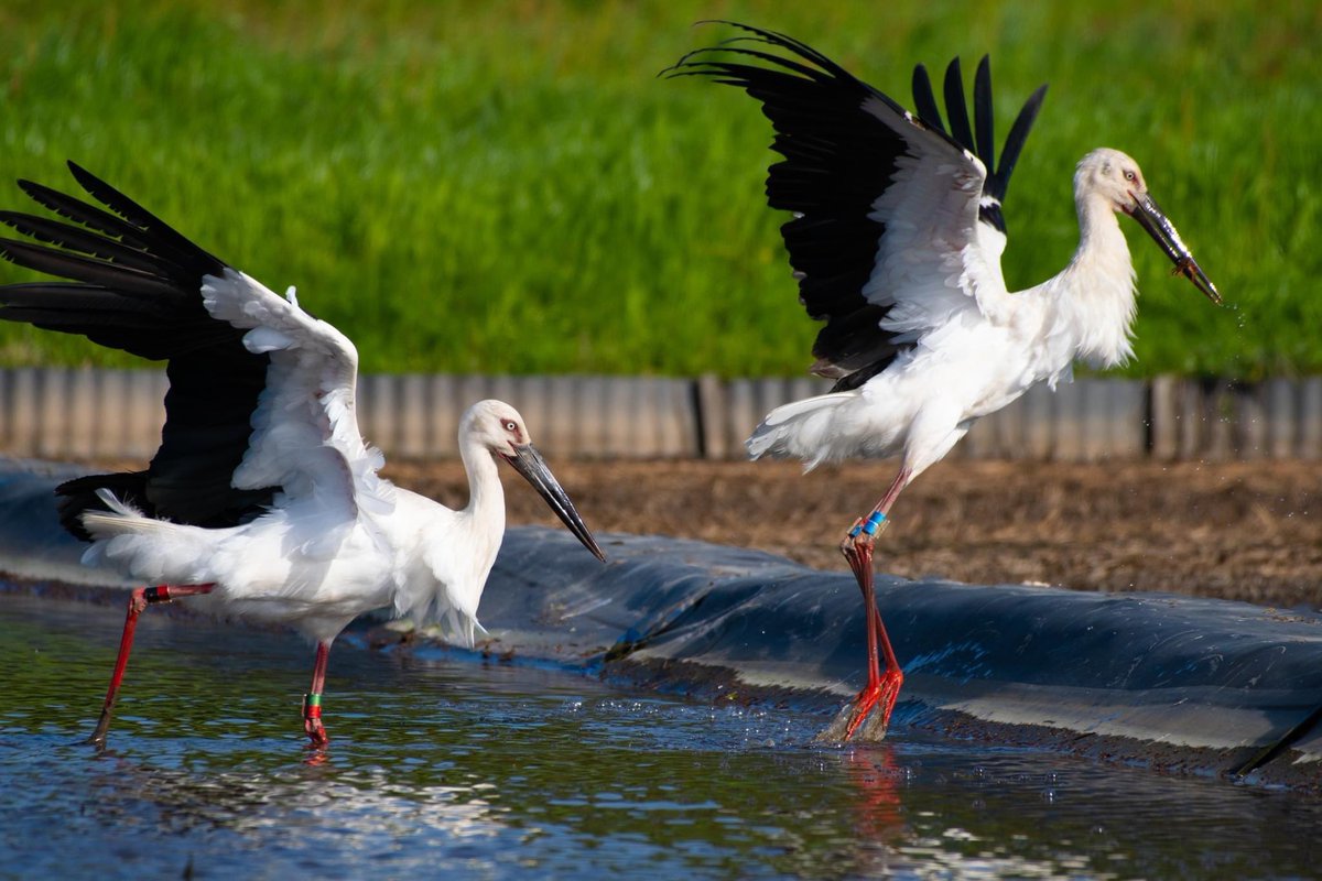 s7t73pf71's tweet photo. 仕事帰りにコウノトリ

#コウノトリ  #野鳥 #bird #wildlife #j0272 #j0463 #j0358 #島根県 https://t.co/z1p2UPvC5V