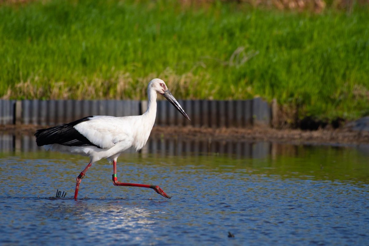 s7t73pf71's tweet photo. 仕事帰りにコウノトリ

#コウノトリ  #野鳥 #bird #wildlife #j0272 #j0463 #j0358 #島根県 https://t.co/z1p2UPvC5V