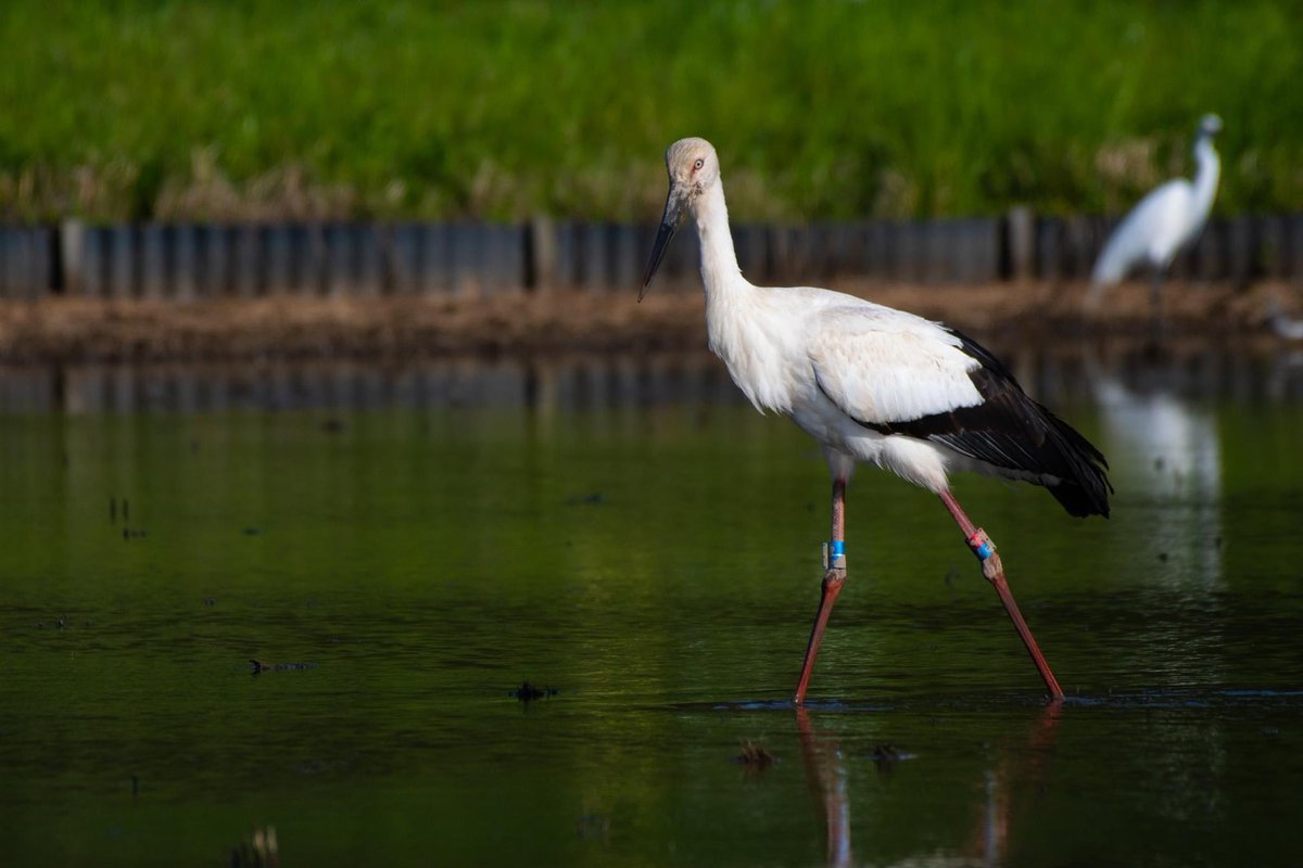 s7t73pf71's tweet photo. 仕事帰りにコウノトリ

#コウノトリ  #野鳥 #bird #wildlife #j0272 #j0463 #j0358 #島根県 https://t.co/z1p2UPvC5V