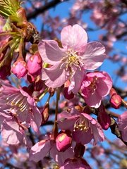 heliya90's tweet photo. It's the season of spring soft flowers again https://t.co/dteIXVCalu