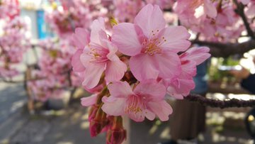 heliya90's tweet photo. It's the season of spring soft flowers again https://t.co/dteIXVCalu