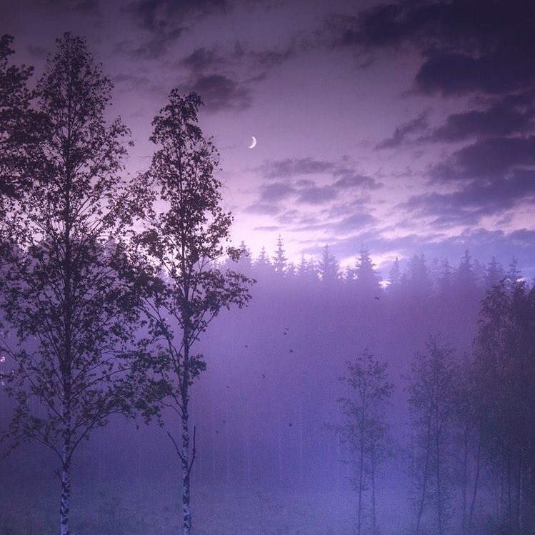 violettweets_'s tweet photo. purple haze. https://t.co/HT7R8LtW6T