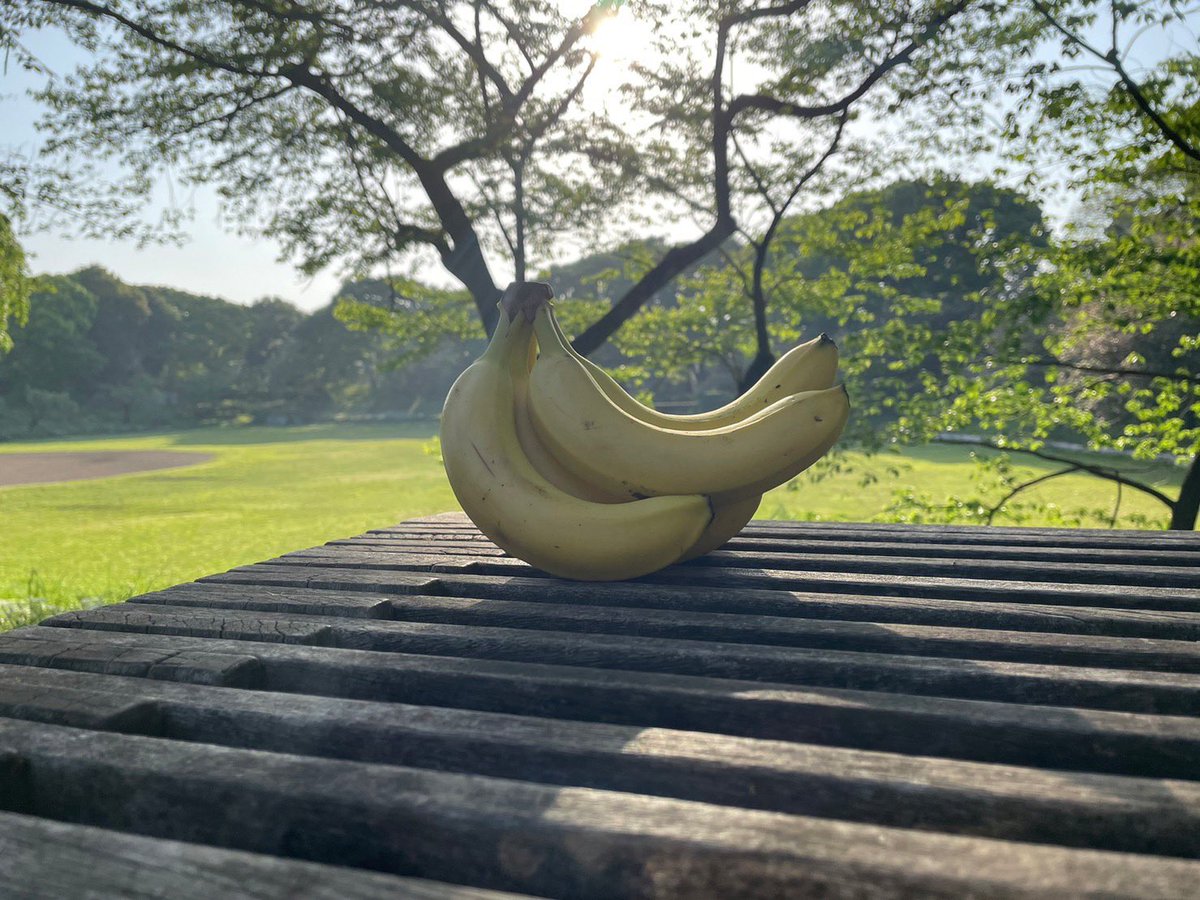 choconto_banana's tweet photo. 久しぶりに、陽の光が浴びたくて。昔よくバナ仲間と遊んだ公園に行きました。あの頃みたいに、また皆と光合成したいなあ。【チョコまみれまで22日】
#4分の100日後にチョコまみれになるバナナ 
#今日のバナナ #あと22日 
＃五月祭2023　#新入生の五月祭2023　#東京大学 https://t.co/kyh1nBP568
