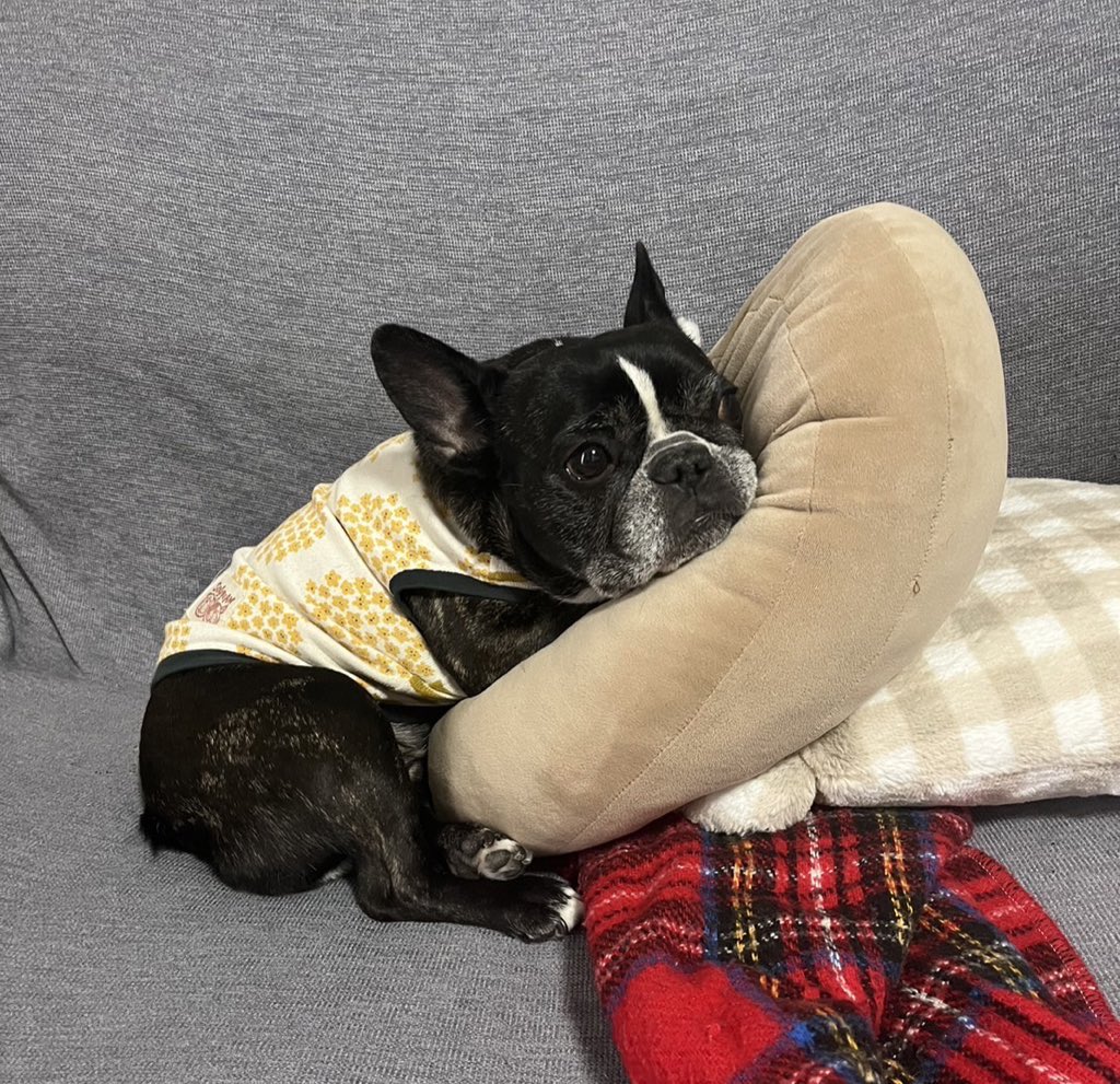 ししゃもん｜フレブル【ひめ】 tweet media