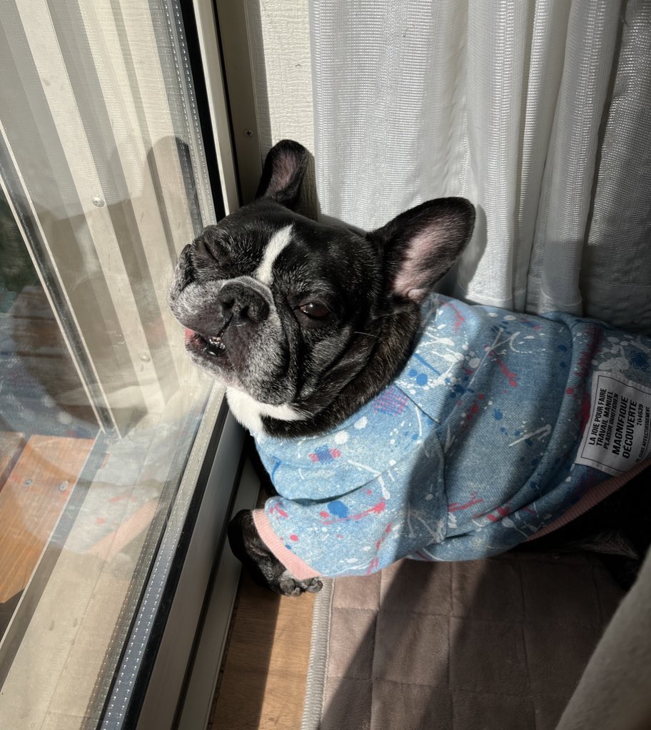 ししゃもん｜フレブル【ひめ】 tweet media