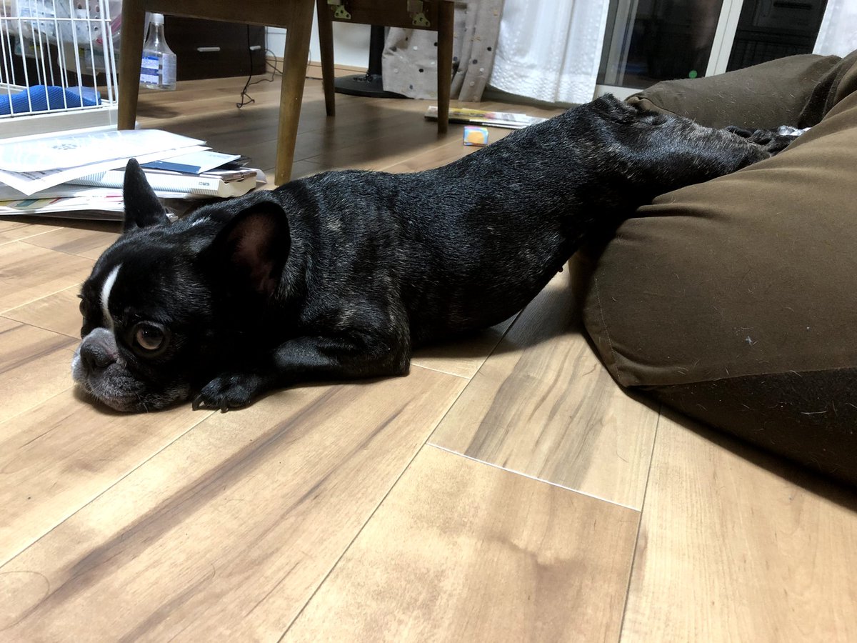 ししゃもん｜フレブル【ひめ】 tweet media