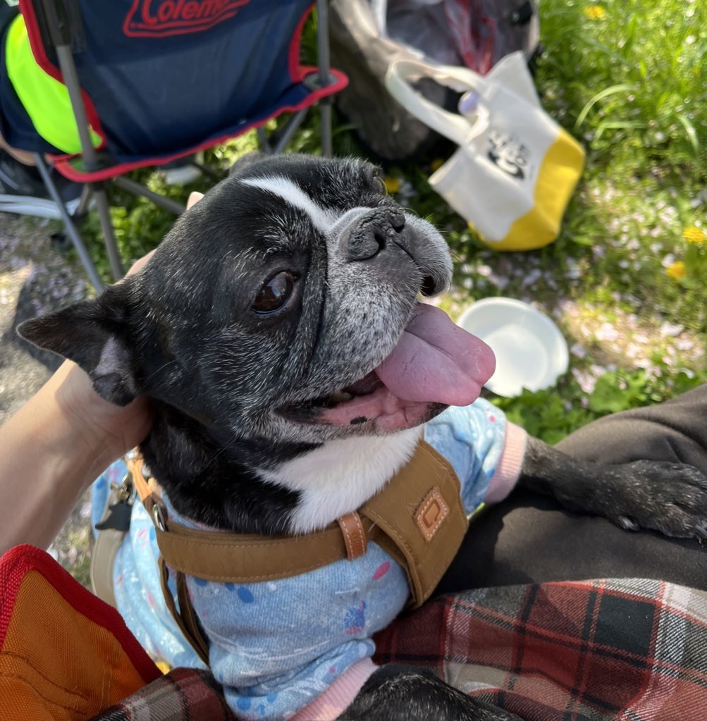 ししゃもん｜フレブル【ひめ】 tweet media