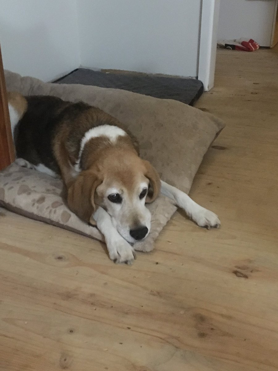 AstroLeanne's tweet photo. On #NationalBeagleDay here are some of mine from over the years. They are lovely natured companions. We rehomed these gorgeous dogs. #DaisyMai #Rocket #Elvis https://t.co/J9oTB1IsGd