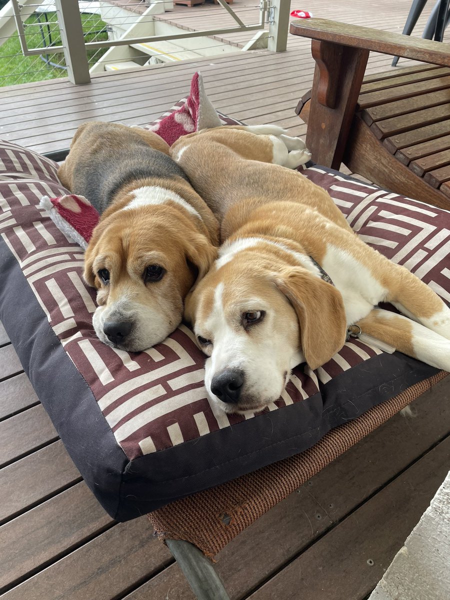 AstroLeanne's tweet photo. On #NationalBeagleDay here are some of mine from over the years. They are lovely natured companions. We rehomed these gorgeous dogs. #DaisyMai #Rocket #Elvis https://t.co/J9oTB1IsGd