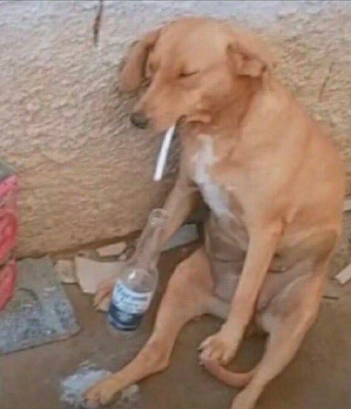 shitpostverdade's tweet image. Bom dia