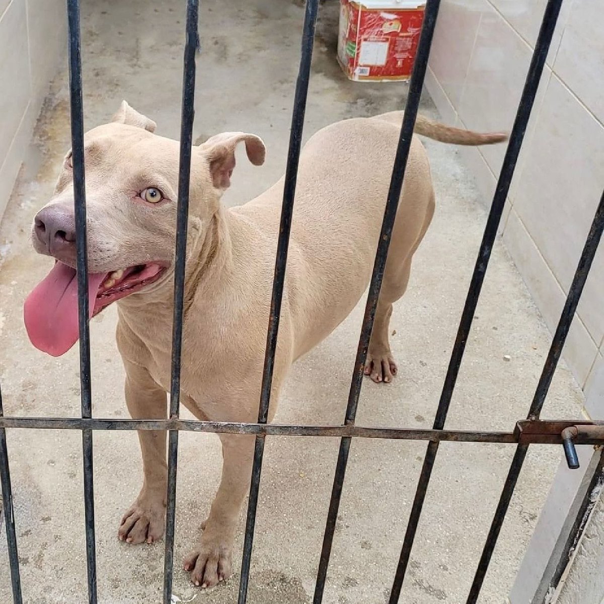 O Jão quer falar:

Acordei tão lindo, mas tão lindo…

…Que o despertador não tocou, bateu palmas e assobiou! 😅

Feliz sábado, AUmigos.

Bom dia. 🌻