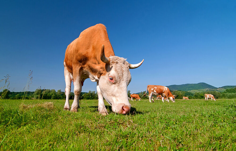 halfcowforsale's tweet image. Looking for a way to support sustainable farming practices? Our Half Cow for Sale option allows you to do just that! By buying locally sourced beef, you are supporting farmers who use sustainable and environmentally friendly practices. #SustainableFarming #HalfCowForSale