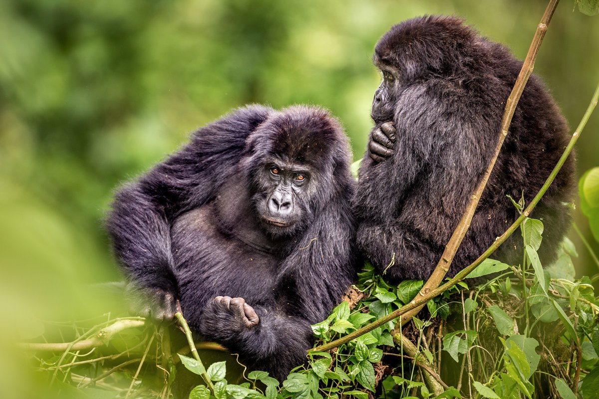 MongabayOrg's tweet photo. Like you, we treat every day like #EarthDay, whether it's April 22 or not.

But today, Mongabay is taking a moment to celebrate the planet with 7 inspiring #conservation stories from 2023.

🧵👇 https://t.co/ROKd3u6xXh