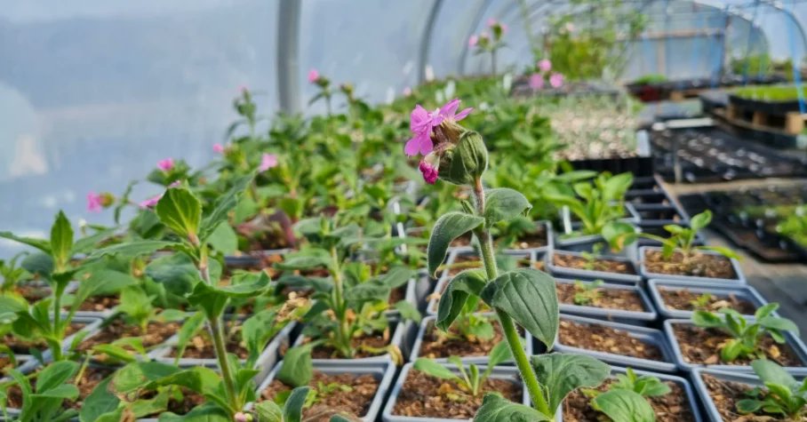 CelticWildflow1's tweet photo. Happy Earth Day! 🌎 

Good news! We are working on an outside standing area where people can view and buy plants directly from the nursery in Penllergaer.

⭐️🌱Opening Monday 15th May🌱⭐️
#wildflowernursery https://t.co/GEt8Dr0sHt