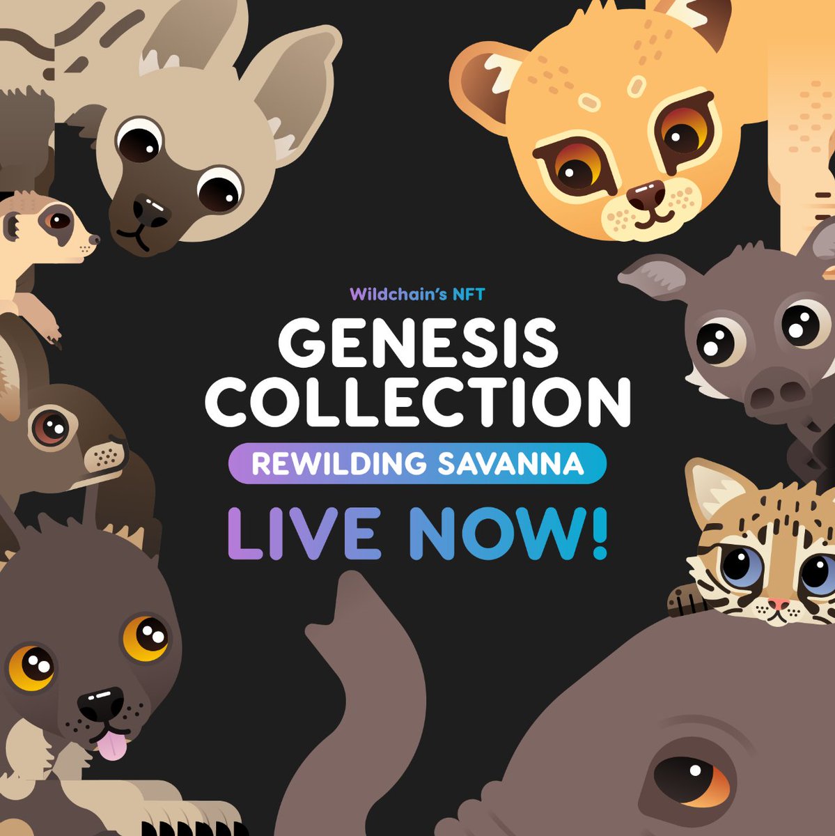 wildchainio's tweet photo. 1/4 🧵

MINT LIVE! 📢

Wildchain’s Genesis NFT drop Rewilding Savanna is LIVE NOW! 🥳

✅ OFFICIAL minting link: https://t.co/NKcrRuphup to see our 8 NFTs with AWESOME utilities &amp; impact 🐾

Join our discord for more fun! https://t.co/GLxhD0rIda

#mintlive #mintingnow https://t.co/bww3Ya2QUE