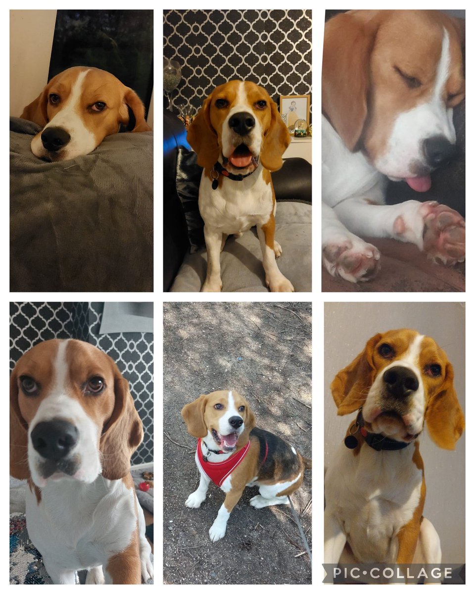 shellclifford's tweet photo. #HappyNationalBeagleDay ❤️ https://t.co/u8DP6BHqCp