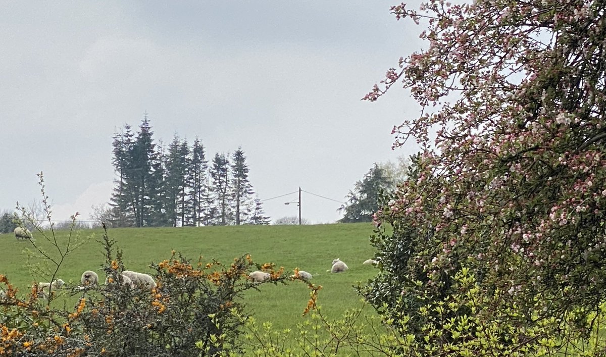 ejfrostuk's tweet photo. The lovely tree at the back of our garden beginning to bloom (🤧) and a field full of sleepy sheep. #springintheuk https://t.co/HY3YTefY8j