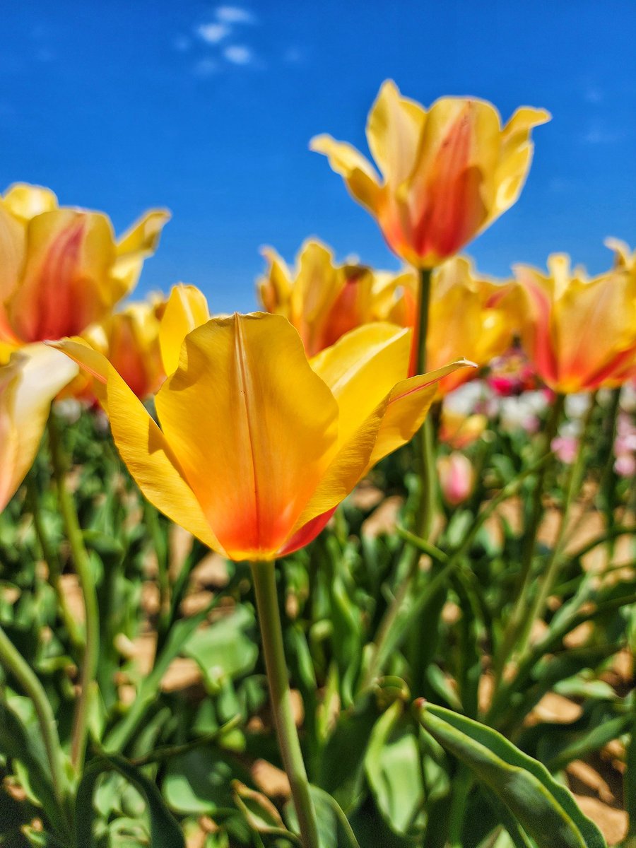 KarissasKapture's tweet photo. Shine bright like a tulip! 🌷 🌞
#KarissasKaptures #HollandRidgeFarms #Tulips #TulipField #TulipSeason #FlowerPhotography #SpringInNewJersey #springblooms #Springtime #njinbloom #SimplyNJShots #NJShooterz #njbirdsandblooms #bestofthegardenstate #Just_NewJersey #bestofusa_flowers https://t.co/r2njwabNfq