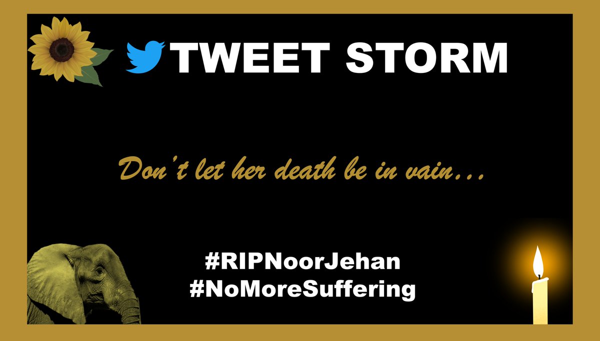 Join the ⚡️Tweet Storm⚡️ to STOP further animal suffering at Karachi Zoo #RIPNoorJehan  #NoMoreSuffering Easy automated tweets here 👉 sites.google.com/view/ripnoorje…