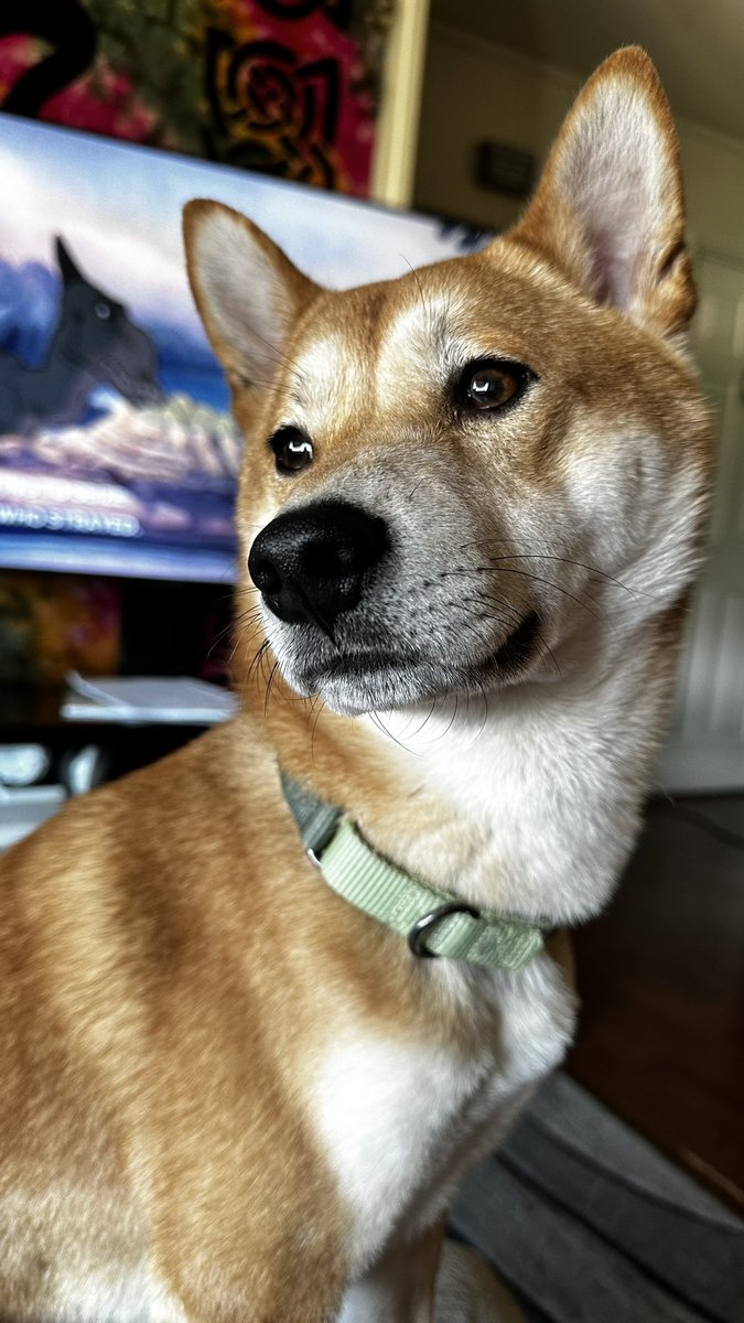 wen you wake up to see you went from 998 to 1000 followers overnight 🥰

much love #doge fam  💛🫵x1000