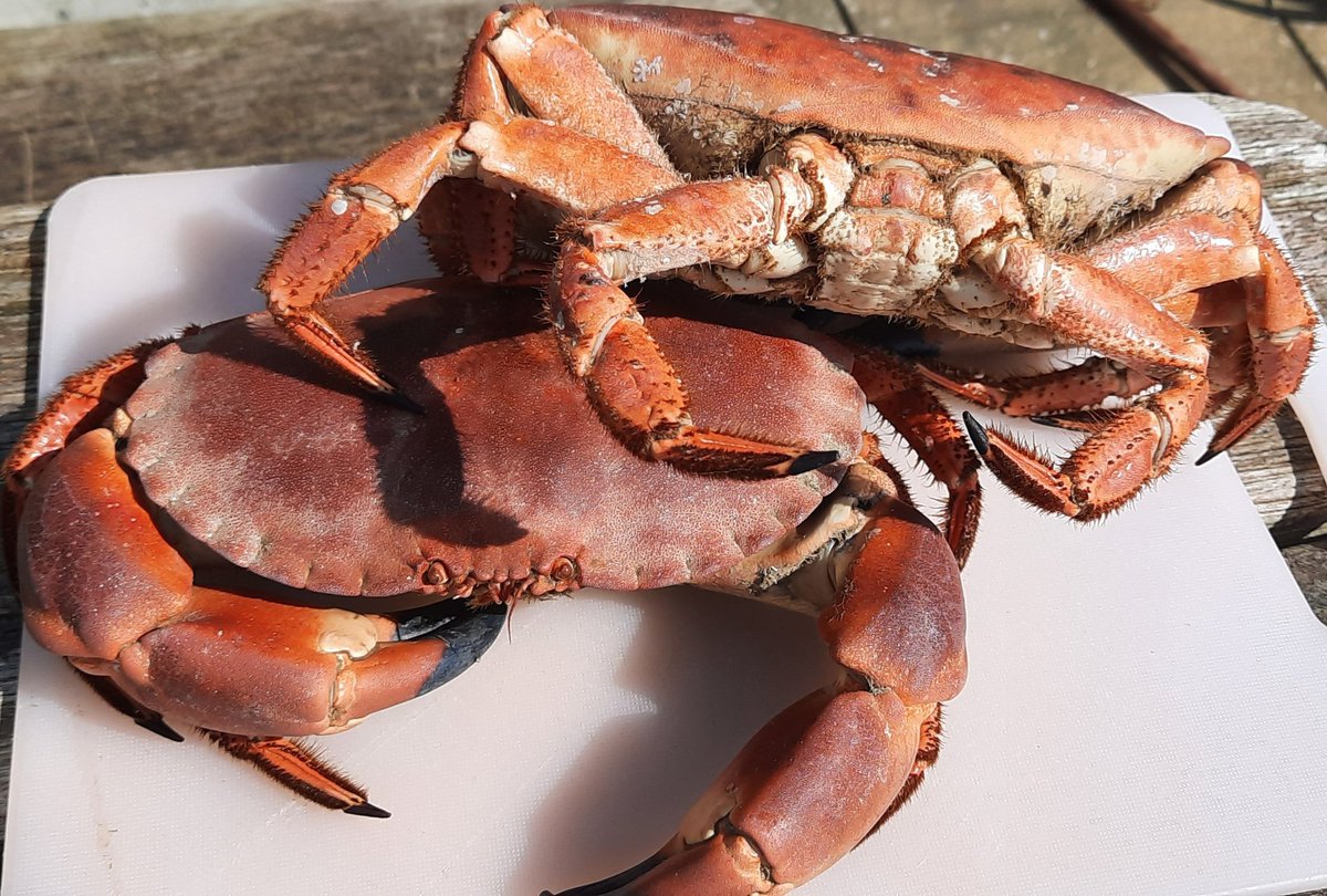 foel_r's tweet photo. Crancod ffres gan @OgofG 
#seafood #bwydmor #crabs https://t.co/vCmKk7IsYr