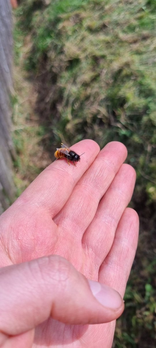 I'm using the perfect weather to create a wildflower meadow behind my house for our little friends :)