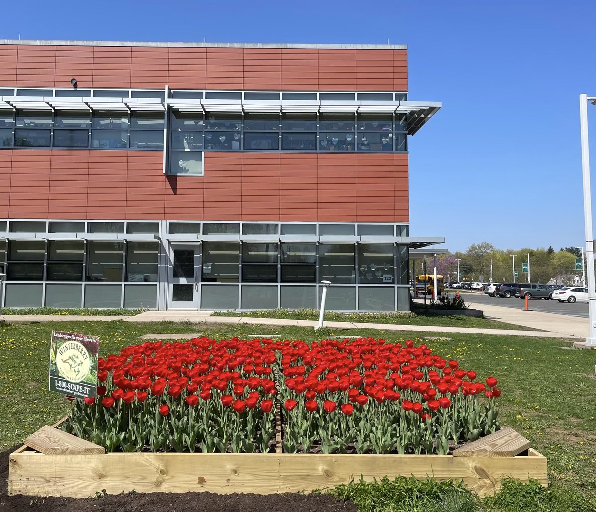 The memorial garden is in full bloom at GHS! All of the tulips our students planted in the fall have blossomed into this amazingly beautiful garden! Red tulips were planted in memory of our student Nick Parenti, whose favorite color was red!❤️🌷🐊 @GHillsGators @BristolCTSchool