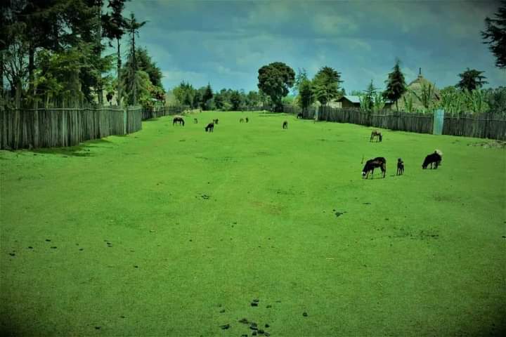 መሬቱ ለምለም ነው ሲያዩት ያጠግባል
የጆፎሮው ውበት ለአይን ይማርካል
የቤት አሰራሩ ጥበብን ያስንቃል
ባህል ታሪካቸው ድንበር ይሻገራል
የጉራጌ ልጅ መሆን ኧረ እንዴት ደስ ይላል🌹🌹