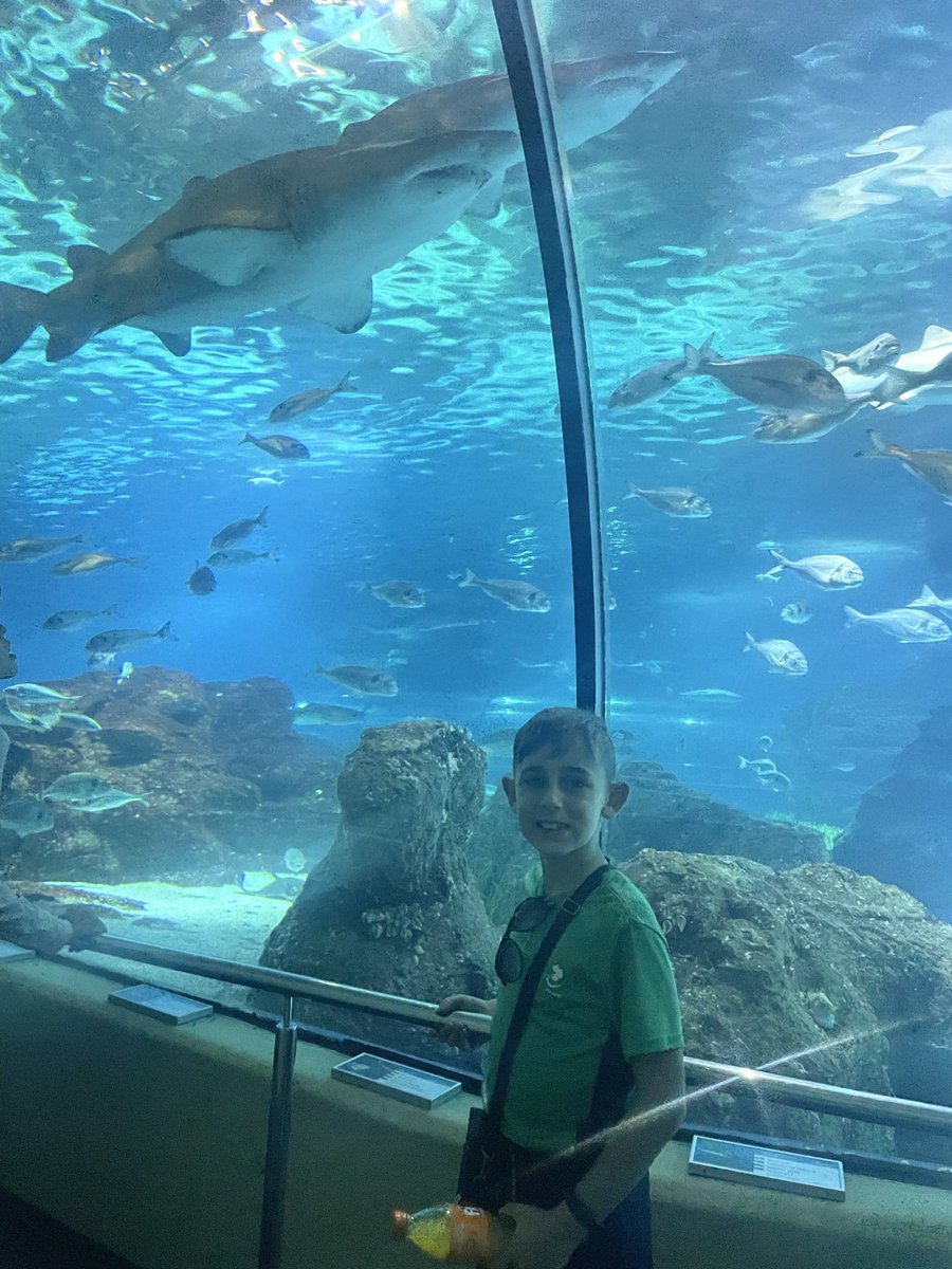 QueenG1987's tweet photo. The best aquarium 🦈 #barcelona #citybreak 🇪🇸 https://t.co/UU24GqPmEa