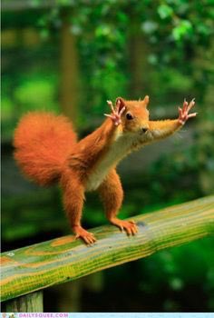 RaceRockHard's tweet photo. Whoa whoa whoa!
Secret Squirrel MTB is in one week at Massasoit State Park. Find it on @bikereg
#nemtb #secretsquirrel #ssmtb
https://t.co/oCUrCNkAux https://t.co/1eydZM1OQr