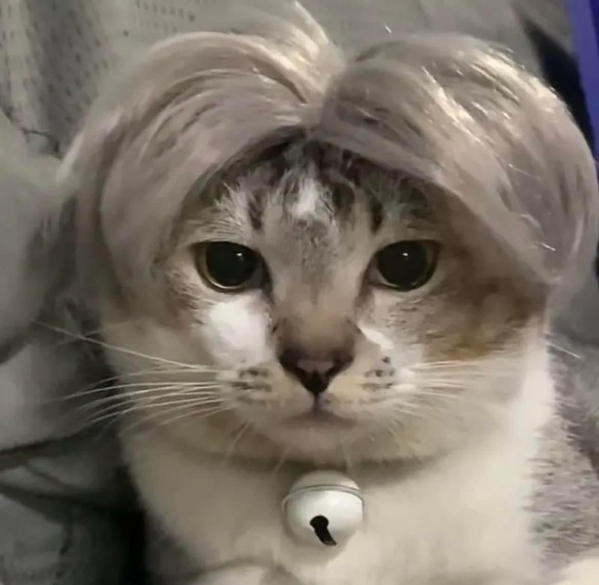 Stanimir Hadzhiev tweet media