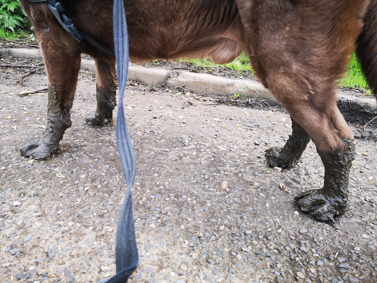 euphogeeza's tweet photo. Uh oh! He found a muddy puddle that turned out to be deeper and muddier than expected. https://t.co/DQssXVfAZQ