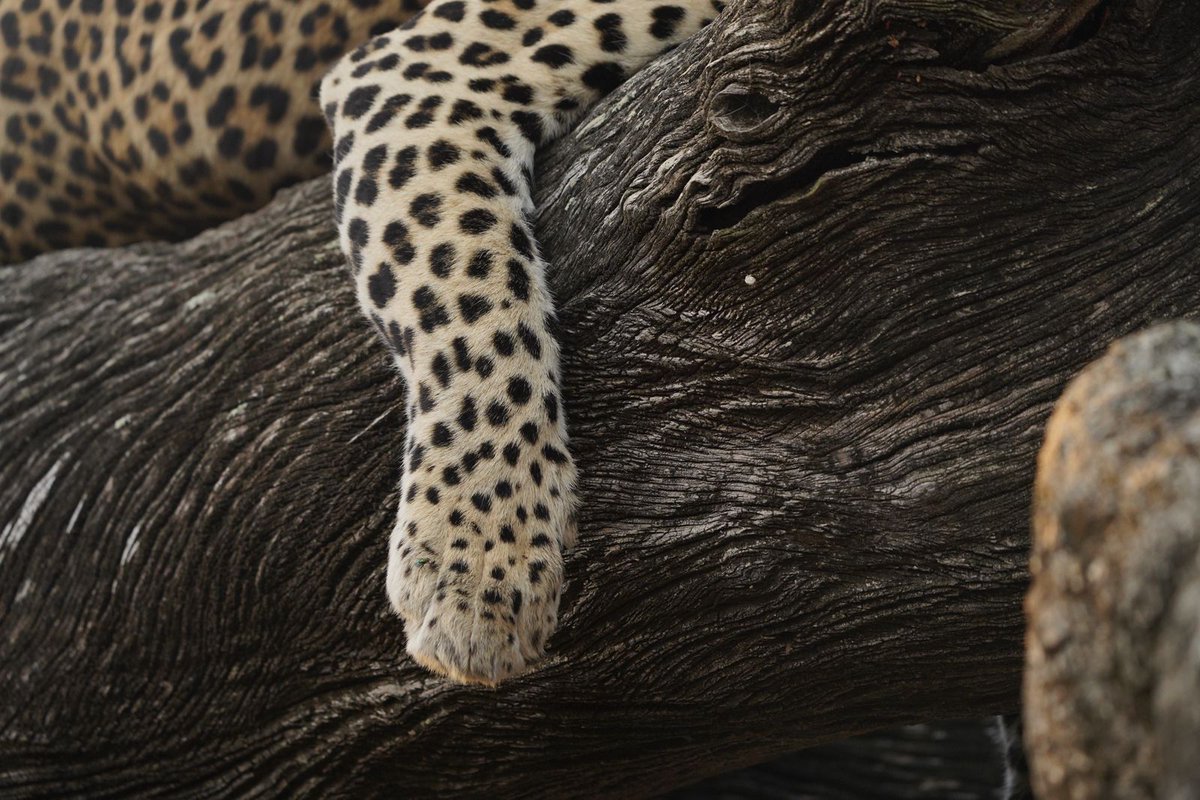 The Royal Portfolio tweet media