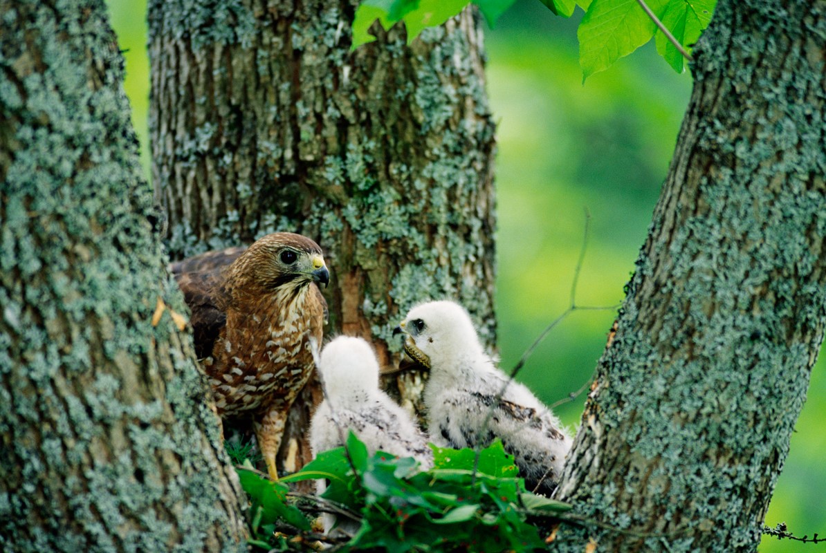 On this Earth Day we would like to thank all of you for making our work possible. Your continued support allows us to speak up for nature—our waters, wildlife, climate, and forests—every day. Thank you!

Now, get outside and celebrate Earth Day! 🎊

📸: Roger Irwin