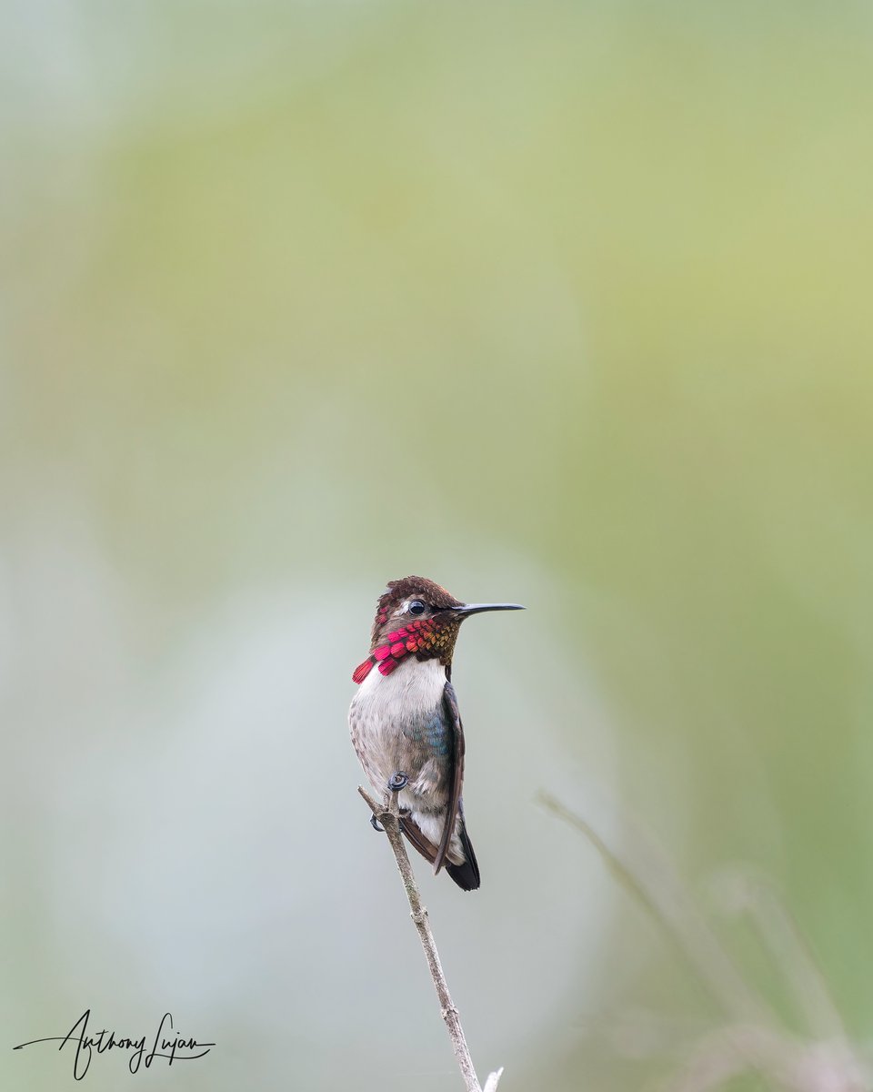 anthonylujan's tweet photo. Getting creative with the framing. Love this little guy! World's smallest bird/hummingbird!
Bee hummingbird “Zunzuncito”
Mellisuga helenae
Near Threatened
Endemic to Cuba
Sony A1 - Sony 600mm
#alhummingbirdperched
#Beehummingbird #hummingbird #colibri #BeijaFlor #zunzuncito ... https://t.co/jNlzrBfiUE