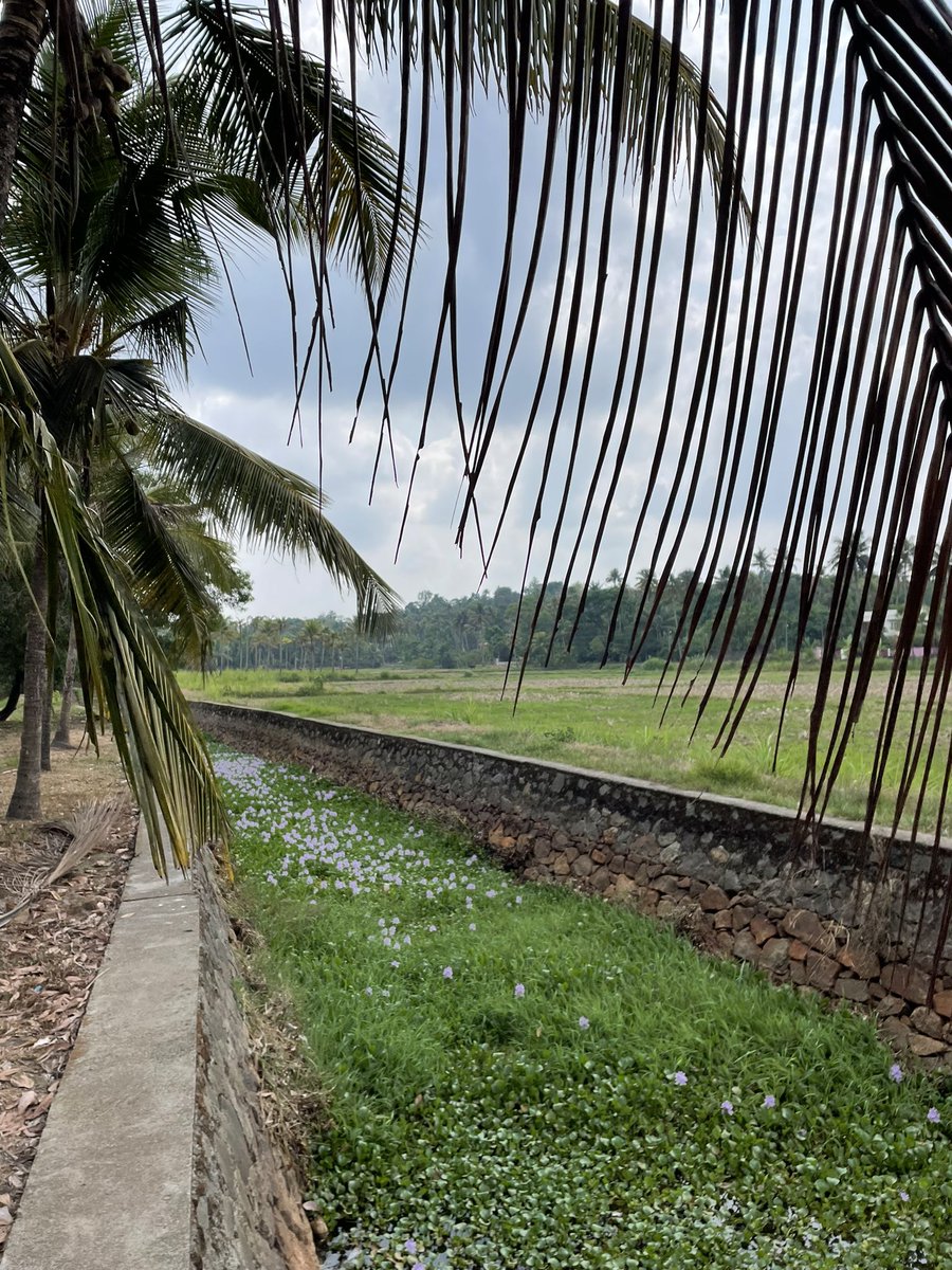 Tr__sreejth's tweet photo. Kerala village ❤️ https://t.co/xnVKEk3VDU