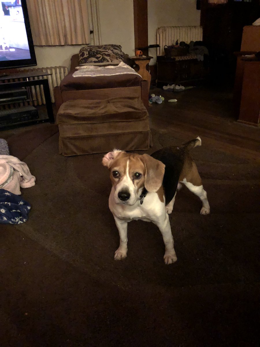 Violet’s first nap after we adopted her last September, and an ear flip. Happy #NationalBeagleDay