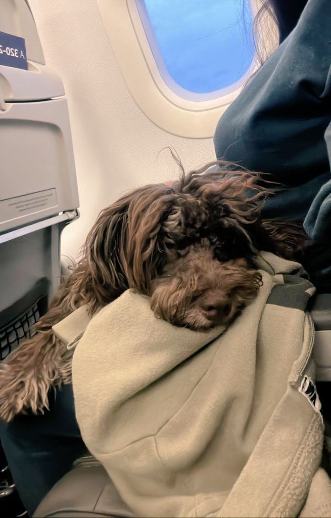 claranates's tweet photo. @Avianca Gracias @LATAM_CO  pude viajar con mi mamá perruna, sin problema en cabina, tenía tkt en @Avianca pero me querían mandar por bodega en guacal y con bozal....hoy viajamos felices Bogotá - Cali #jack https://t.co/MdG2ouJ92z