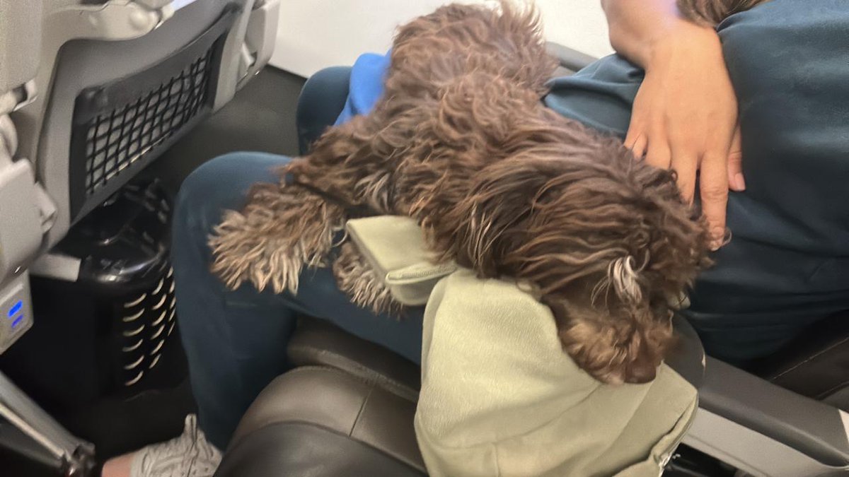 claranates's tweet photo. @Avianca Gracias @LATAM_CO  pude viajar con mi mamá perruna, sin problema en cabina, tenía tkt en @Avianca pero me querían mandar por bodega en guacal y con bozal....hoy viajamos felices Bogotá - Cali #jack https://t.co/MdG2ouJ92z