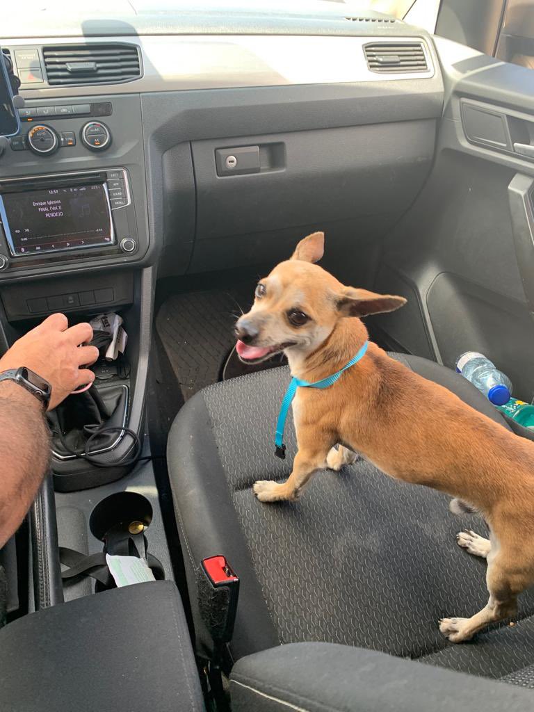PTegueste's tweet photo. Un vecino de Tegueste ha encontrado este perrito perdido en la zona de la calle Los Pobres. Si alguien lo conoce que contacte con nosotros. 670332350 https://t.co/aMdl8L4LOr