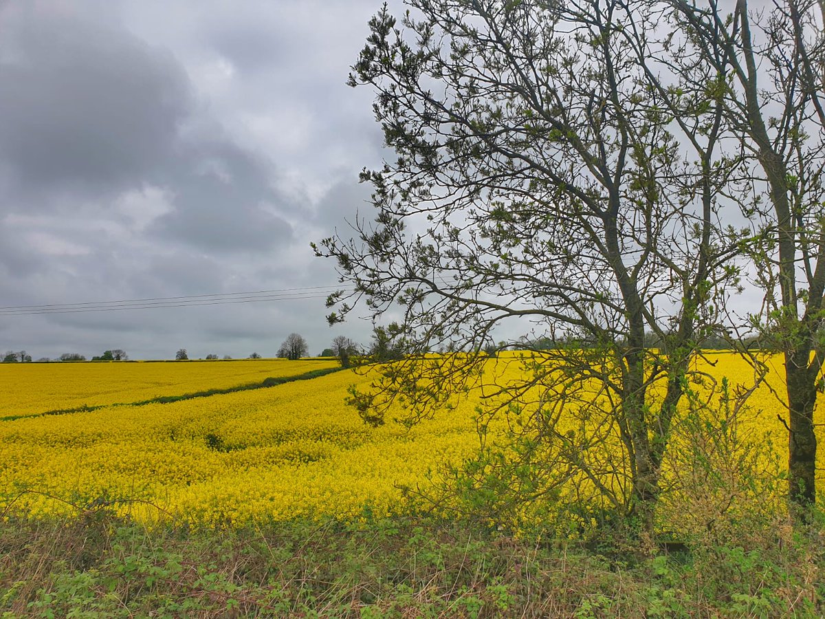GerMc71's tweet image. View today on my drive #Tipperary  #FieldsofGold #weekendvibes #Saturday @CarlowWeather