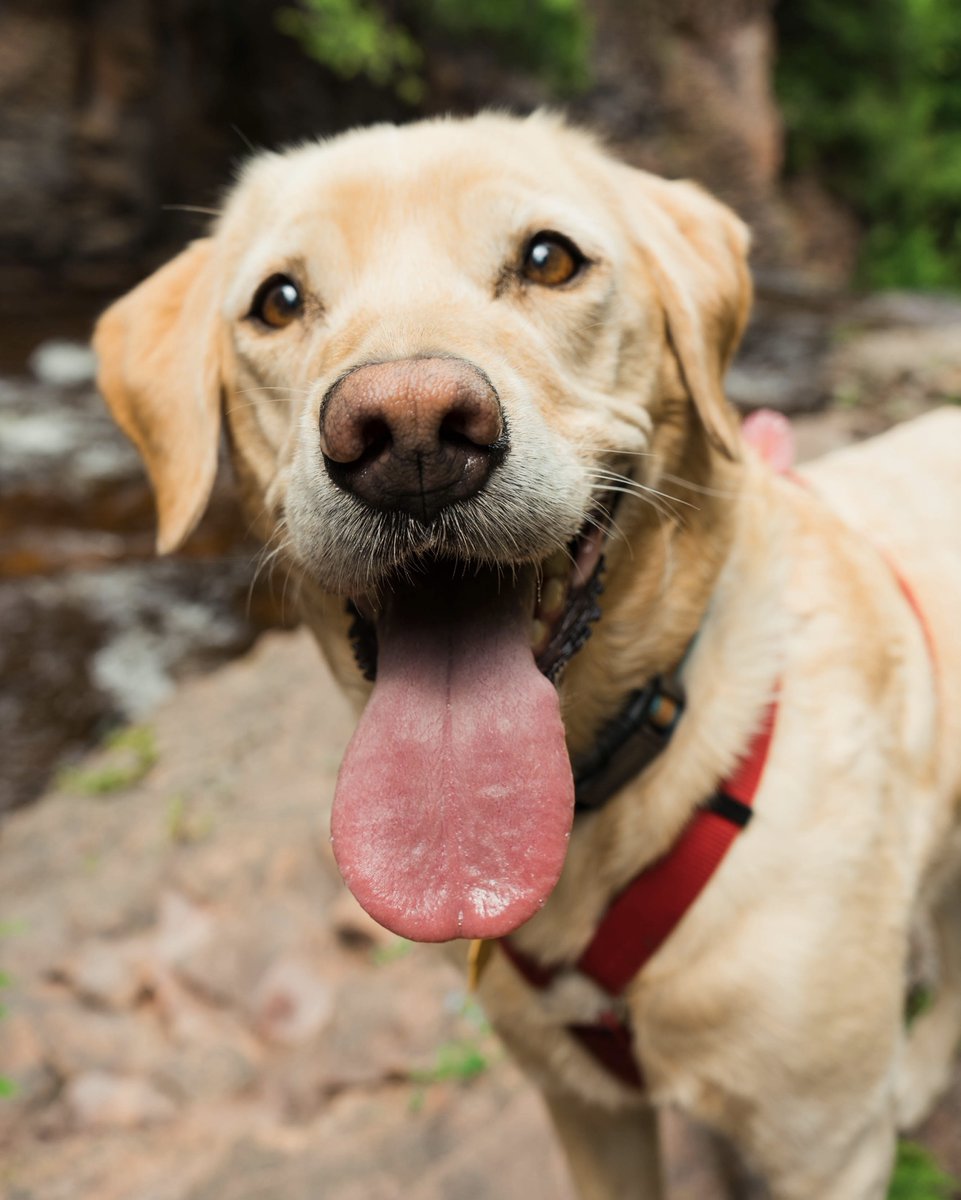 pureearthpets's tweet photo. Happy #EarthDay friends! Remember: we all have a role in preserving this planet we share. Each day reinforces our company's dedication to sustainability and eco-friendly products and processes. We're grateful so many of you support us in this mission! #HappyEarthDay #PureEarthPet https://t.co/8Ur9H17vty