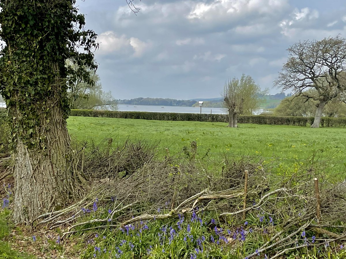 Lush to see the bluebells appearing and #Blagdon res looking so full #EveryDripEveryDrop  <a href="/BristolWater/">Bristol Water</a> 🪻🪻🪻