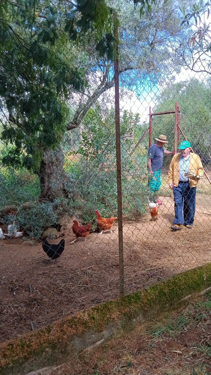 lilithasclepio's tweet photo. Papi, huerta, gallinas, y un abuelo adoptado 🤎 https://t.co/Y46vOqmwJ9