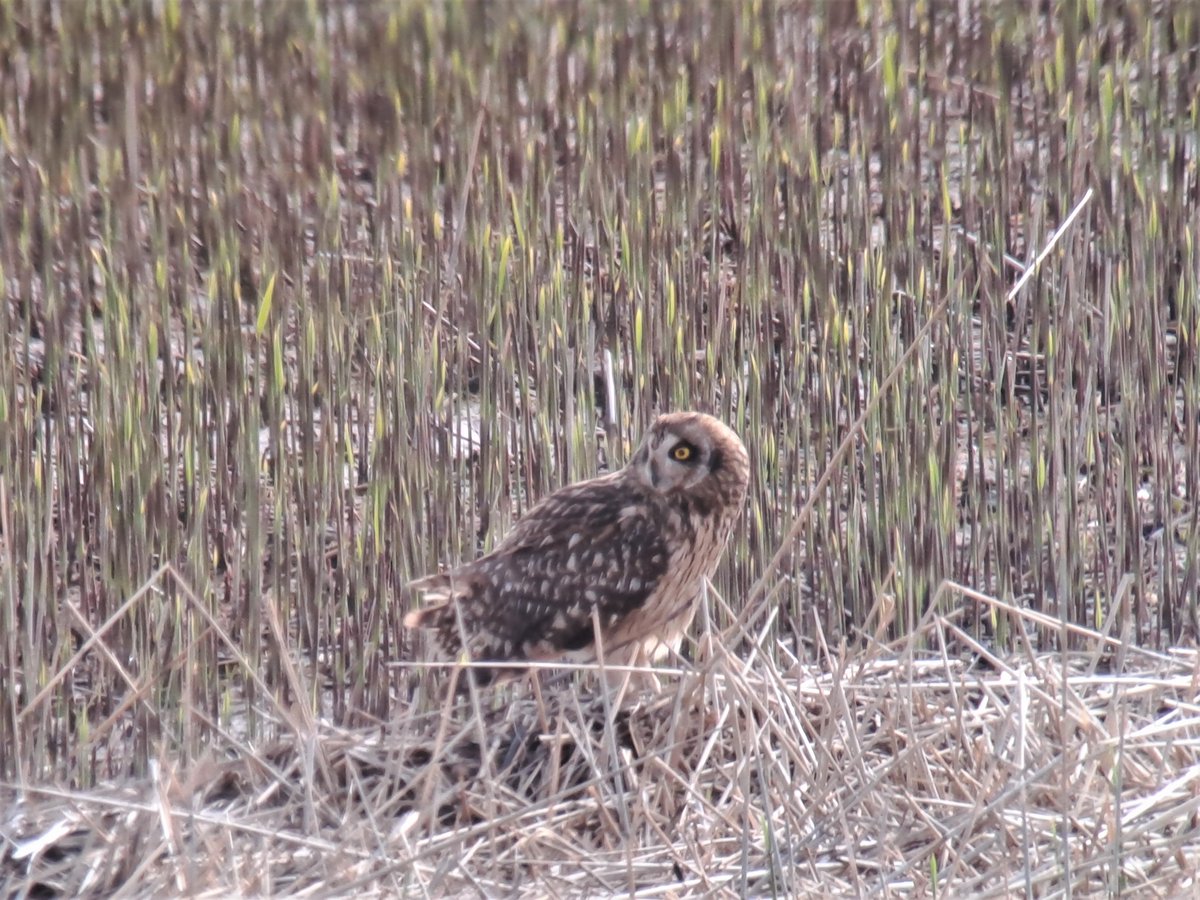Boswachter_Tim's tweet photo. Wadvogeltelling op #Balgzand @landschapnh onder grandioze telomstandigheden met vele steltlopers, lepelaars en andere wadvogels, leverde een velduil als leuke bonus op. Later ook nog een jagend in de #Grafelijkheidsduinen tijdens toezicht. Boswachter is soms toch een leuk beroep. https://t.co/FrhTZWD3wD