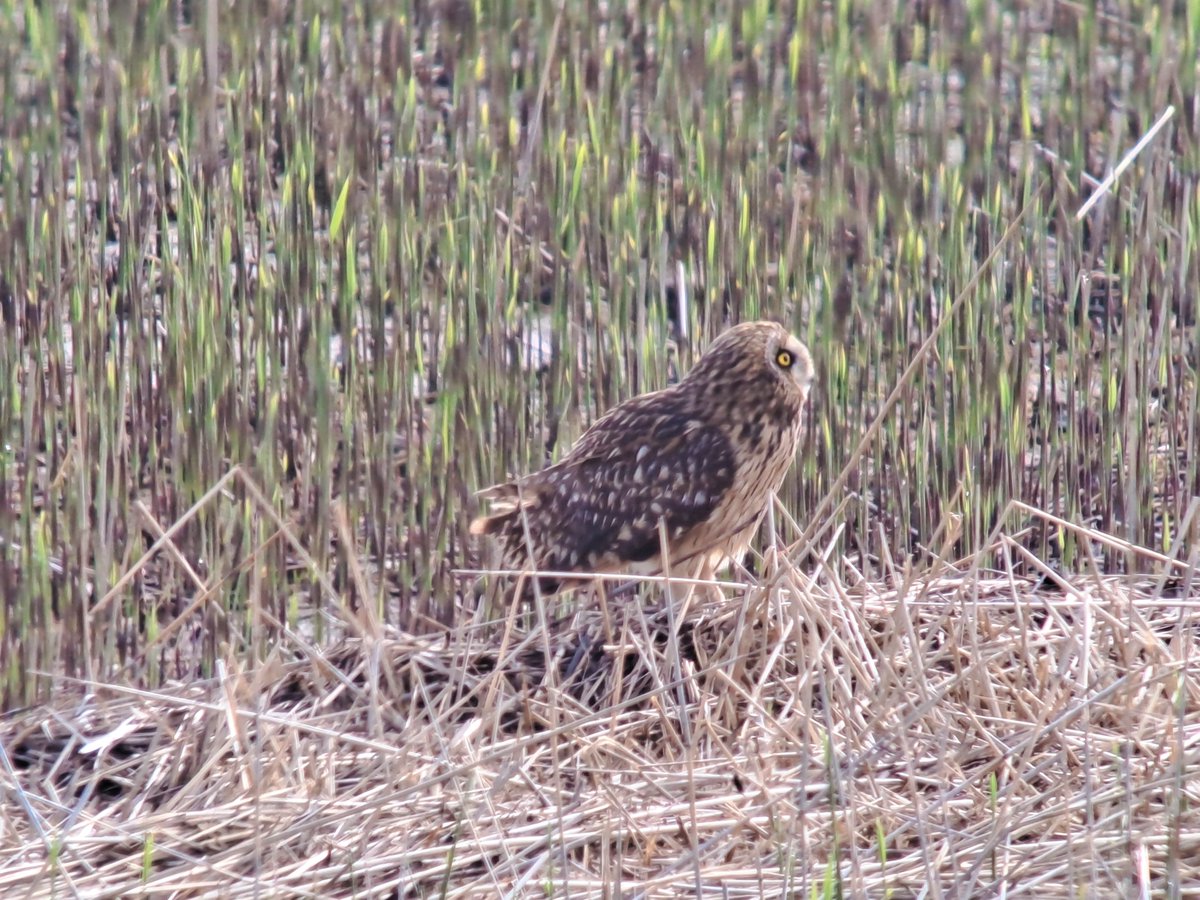 Boswachter_Tim's tweet photo. Wadvogeltelling op #Balgzand @landschapnh onder grandioze telomstandigheden met vele steltlopers, lepelaars en andere wadvogels, leverde een velduil als leuke bonus op. Later ook nog een jagend in de #Grafelijkheidsduinen tijdens toezicht. Boswachter is soms toch een leuk beroep. https://t.co/FrhTZWD3wD